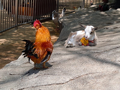 young, goat, domestic, fowl, cock, rooster, chickens