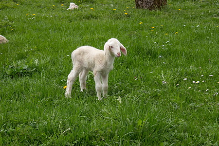 jagnje, pomlad, travnik, schäfchen, ljubko, mlade živali, mala