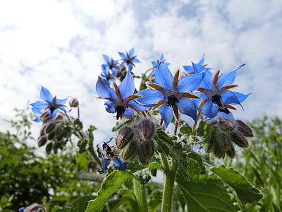 αγγούρι herb, Κήπος, τα ζιζάνια, άνθος, μπλε, πέταλα