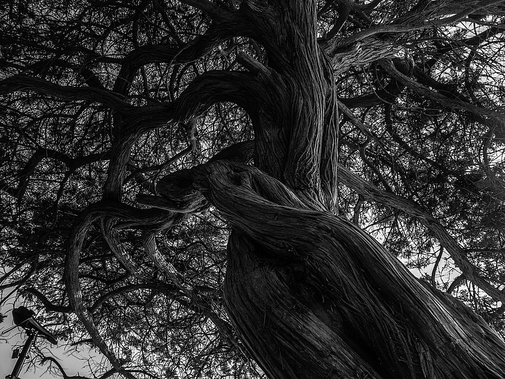 medis, juoda ir balta, Kahl, Gamta, juoda ir balta nuotrauka, nuotaika, medienos