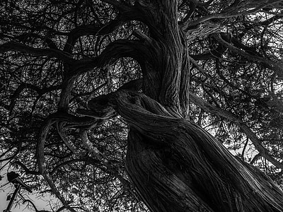 дерево, чорно-біла, Кале, Природа, чорно-біле фото, настрій, Деревина