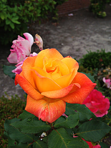 τριαντάφυλλο, πορτοκαλί, λουλούδι, άνθιση, ομορφιά, χλωρίδα