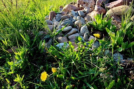 sten, græs, sommer, baggrund, natur, grøn baggrund, felt