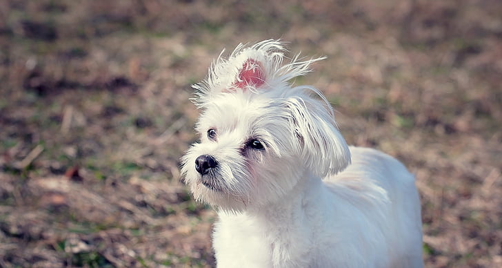 dog, maltese, white, small dog, pet, animal, young dog