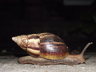 csiga, Hoi, Thaiföld, éjszakai hoiklang, egy állat, állati shell, állati témák, gastropod