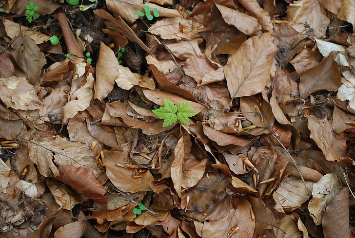 hojas, otoño, suelo del bosque