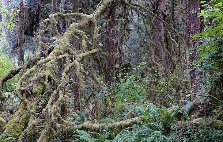 hutan hujan, Taman Nasional, Amerika Serikat