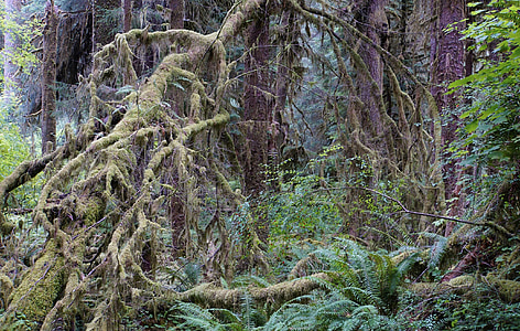 deštný prales, Národní park, Spojené státy americké