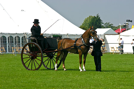 horse, driver, top hat, whip, harness, mare, marquees
