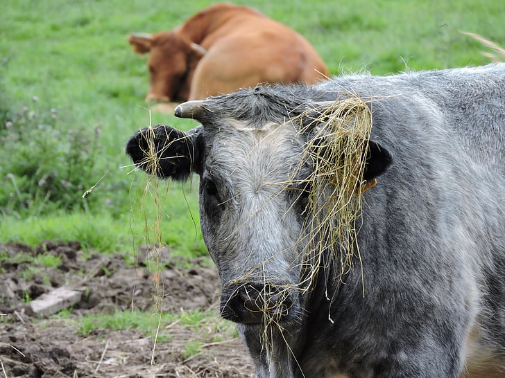 untidy, messy, rough, hay, badhair, badhairday, farm