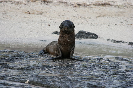Sealion, bebé, Galápagos, Lobo de mar, animal, mamíferos, flora y fauna