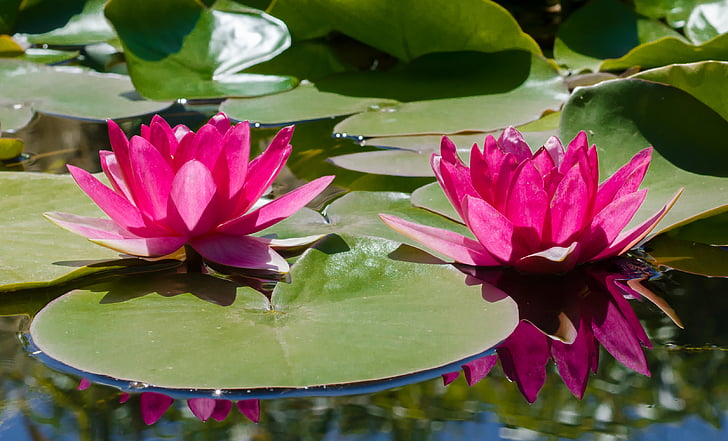 Kolam, alam, lily air, warna pink, kelopak, tanaman, bunga kepala