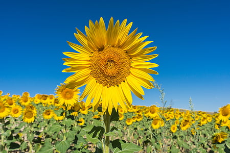sunflower, flower, field, flowers, nature, yellow, landscape