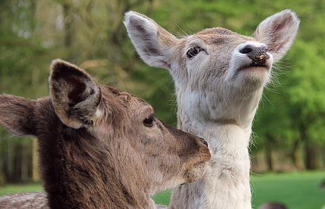 deer, close, wildlife photography, animal, nature, wildlife, mammal