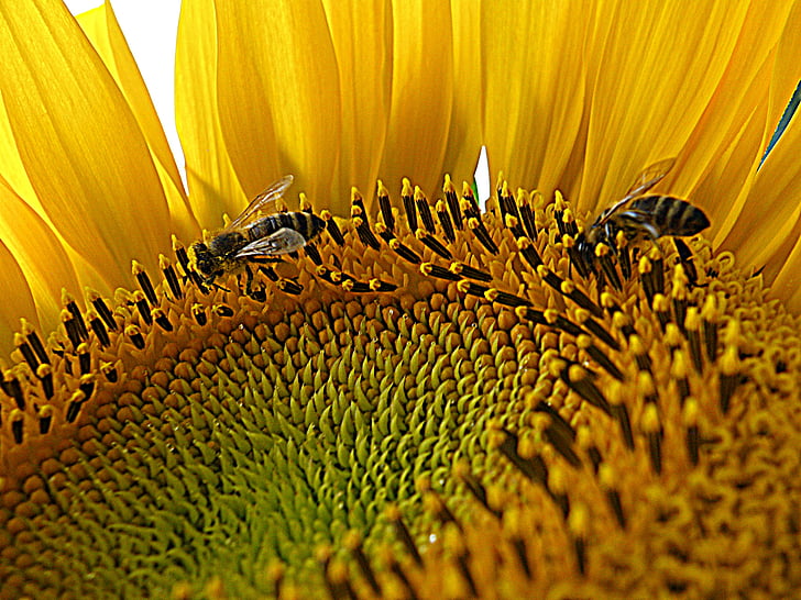 sunflower, bees, agriculture, flower, nature, rural, color