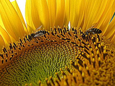 Slnečnica, včely, poľnohospodárstvo, kvet, Príroda, vidieka, Farba