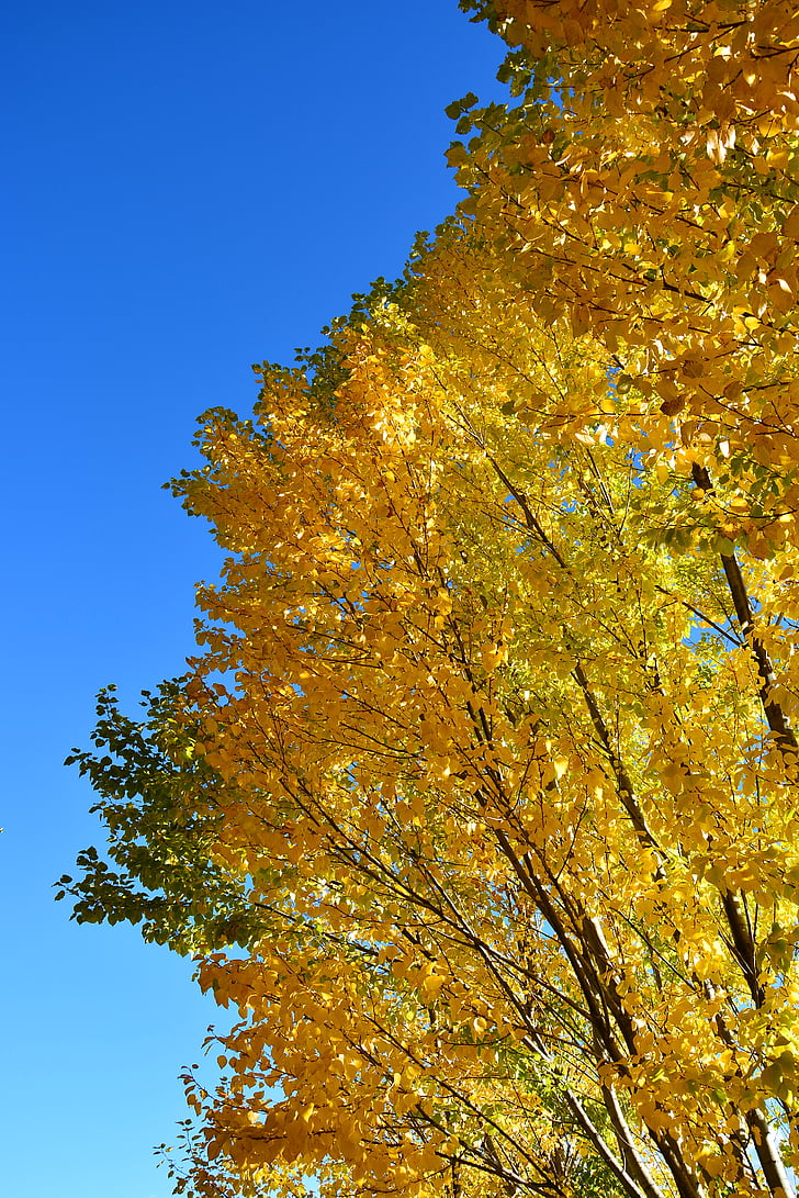 jesień, Żółte liście, błękitne niebo, dekoracje