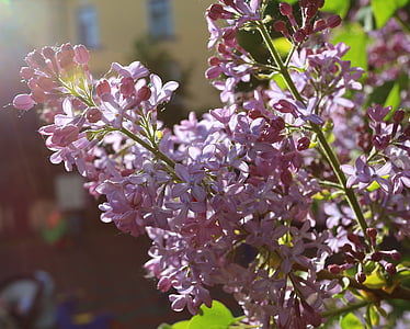 lilac, beauty, may, petal, flora, focus, closeup