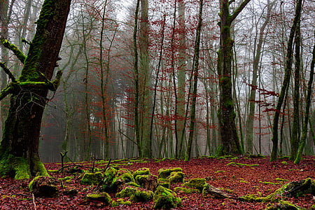 bos, koude, bossen, natuur, landschap, herfst, logboek