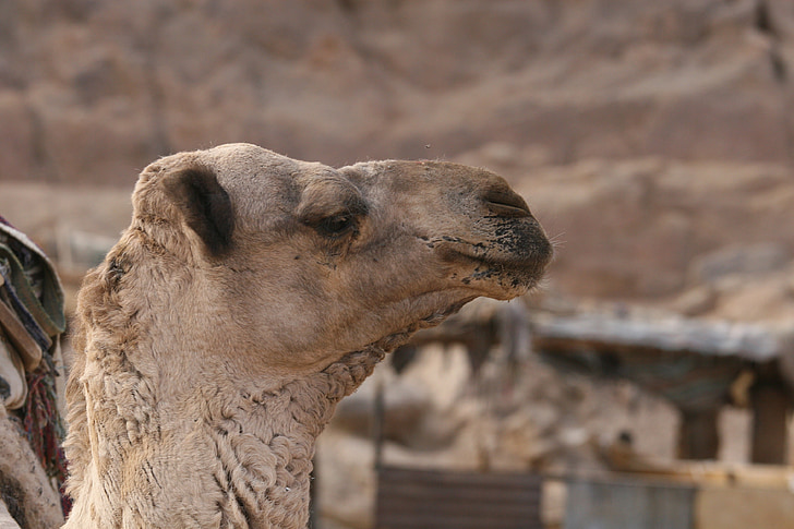 Camel, djur, porträtt