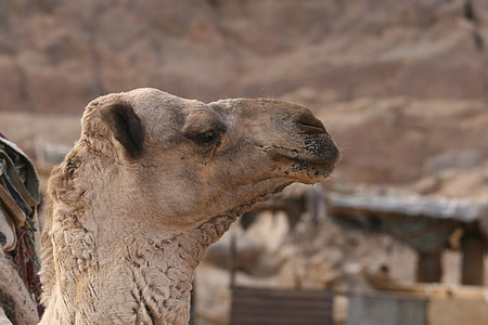 Camel, zviera, portrét
