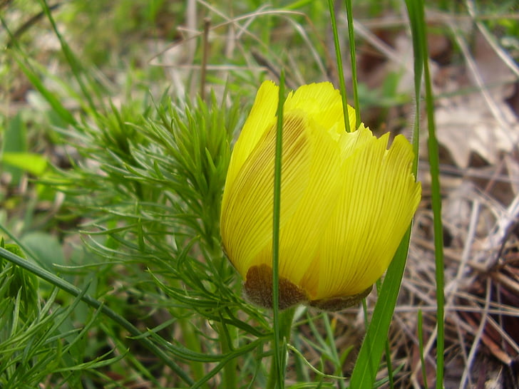 květ, žlutá, okvětní lístek, závod, Příroda, květiny, Flora