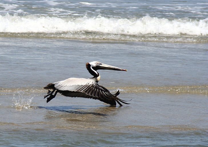 pelican nâu, bay, con chim, động vật hoang dã, Thiên nhiên, biểu tượng, mỏ