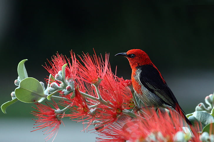 Scarlet honeyeater, lintu, punainen, höyhenet, Luonto, värikäs, siipi