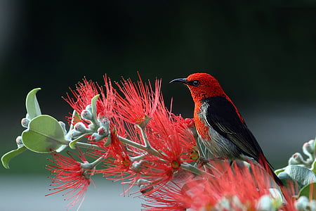 scarlet honeyeater, bird, red, feathers, nature, colorful, wing
