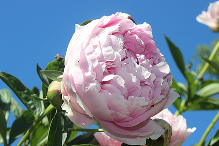 pfingtsrose, forår, Pink, blomst, Blossom, Bloom, Luk