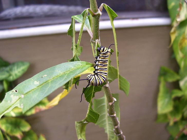 caterpillar, monarch, butterfly, milkweed, plant, outside, nature