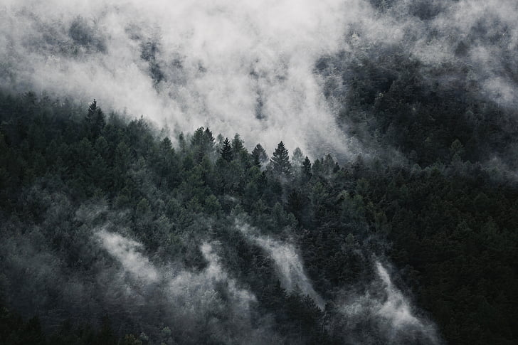 Forest, brouillard, nature, arbres, automne, humeur, montagne