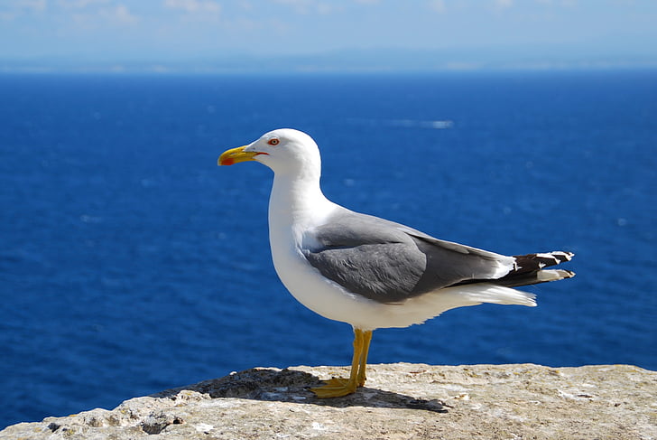 Seagull, havet, fågel, seevogel, Korsika, vision