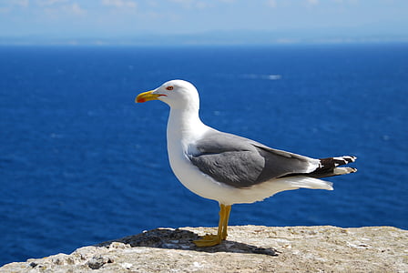 Seagull, zee, vogel, seevogel, Corsica, visie