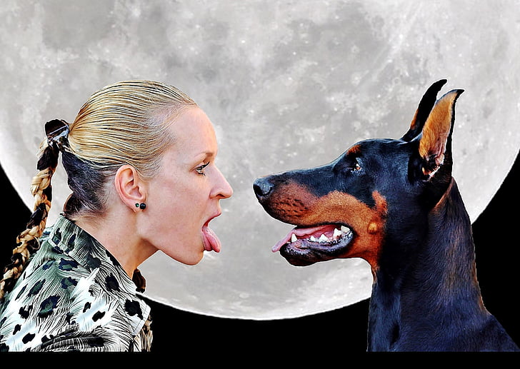 žena, jazyk, pes, Doberman, mesiac, zviera
