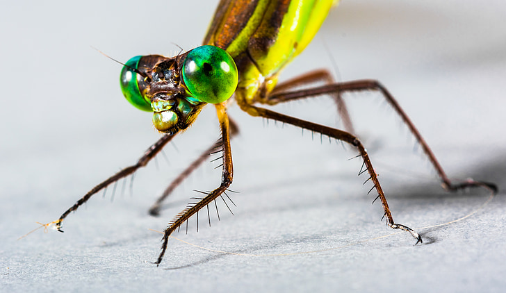 Dragonfly, hyönteinen, Sulje, silmä
