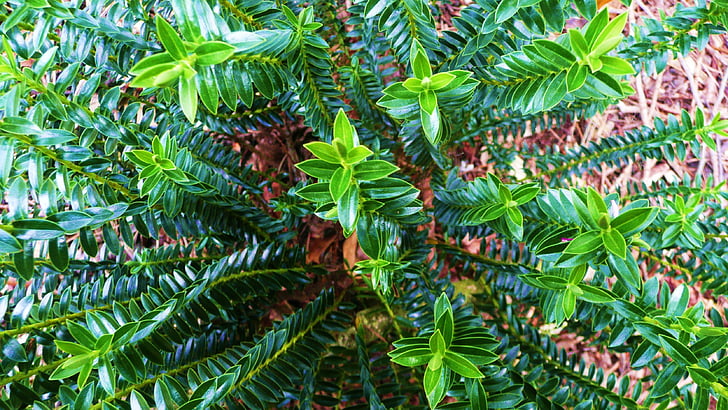závod, zelená, listy, barevné, prostředí, přírodní, Flora