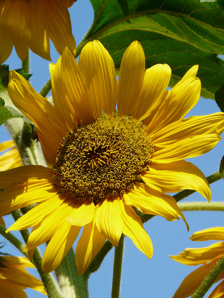 Sun flower, květ, Bloom, slunečno, žlutá, léto