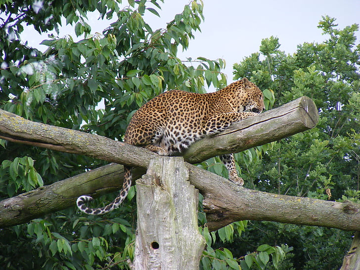 Leopard, animal selvagem, selvagem, animal, vida selvagem, gato, jardim zoológico