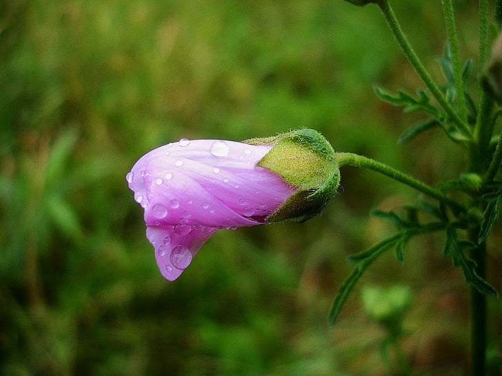 meadow, bellflower, close, pink