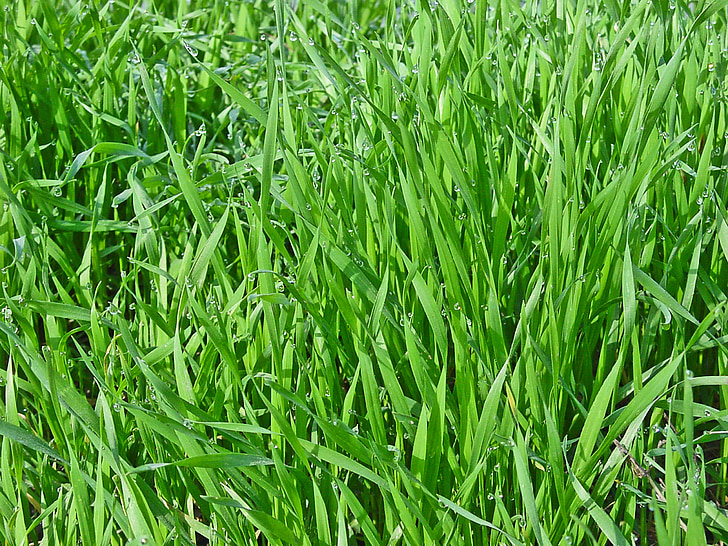hierba, verdes, primavera, naturaleza, hierba verde, Closeup