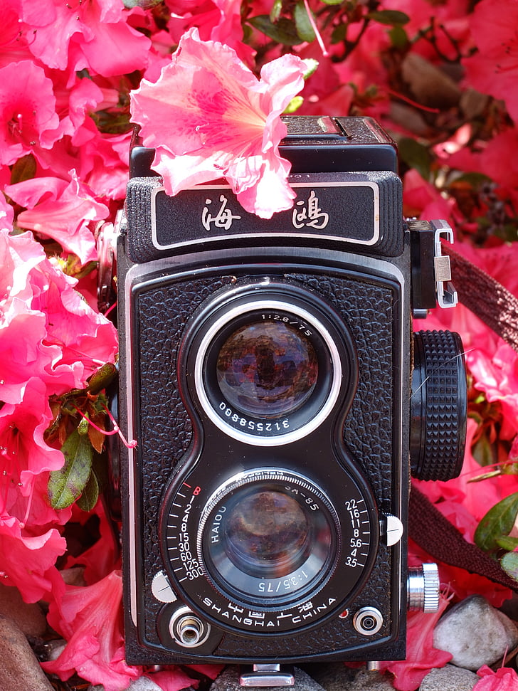 fotocamera, Gabbiano, analogico, medio formato, fiori, hipster, rosa