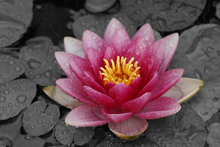 Lily, bloem, roze, water, water lily, Floral, Bloom