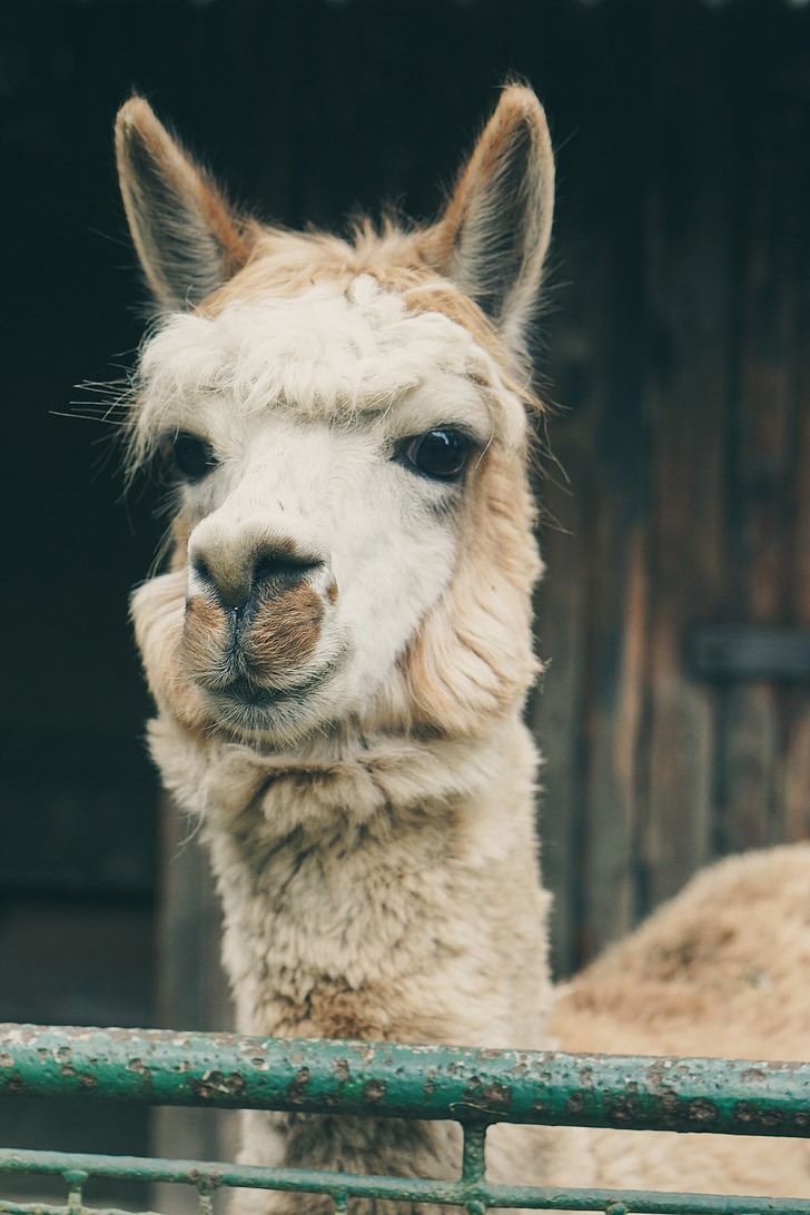 lama, alpaca, captivity, black and white, fence, zoo, wildlife photography