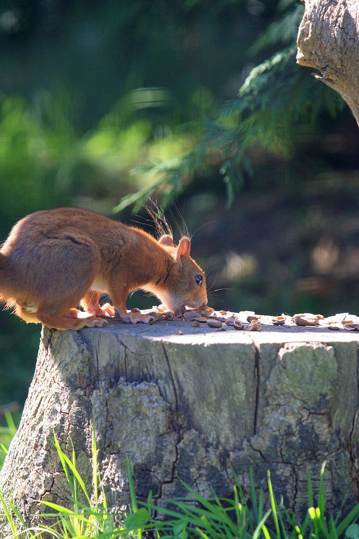 esquirol, animal, vermell, esquirol, natura, close-up, detalls