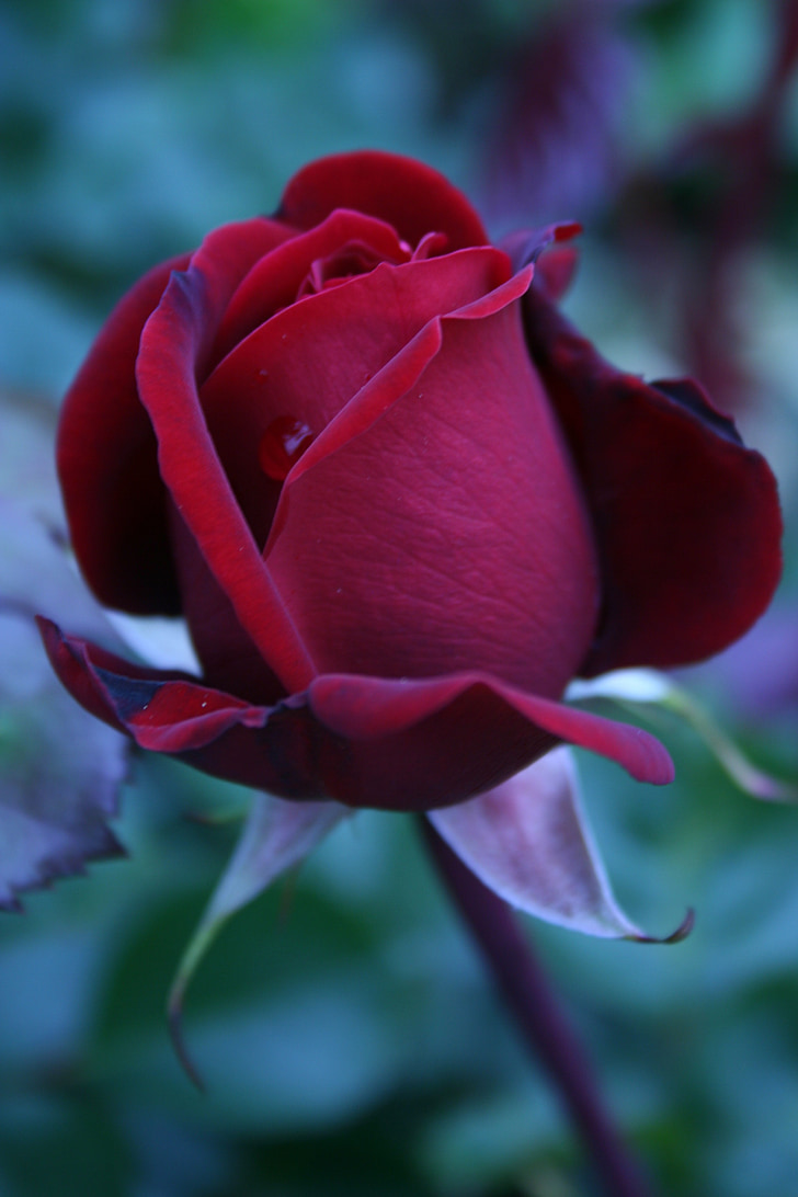 Rosa, vermell, l'amor, planta, flor, flor, flor