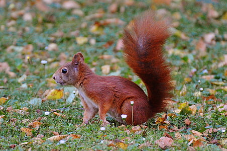 squirrel, nager, cute, nature, rodent, climb, garden