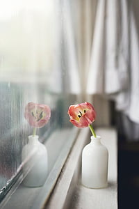 flower, vase, interior, display, window, glass, bedroom