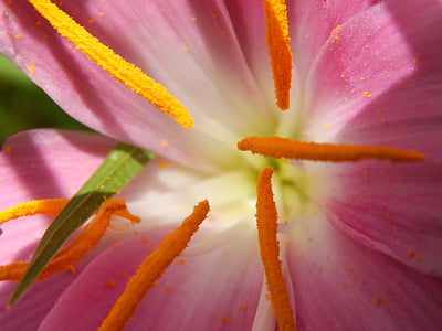 цветок, макрос, Шафран, пестики, розовый цветок