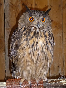 Owl, con chim, cú, ăn đêm, Thiên nhiên, lông, perched